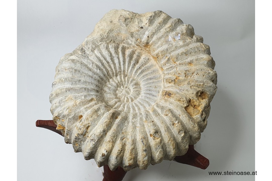 Ammonite versteinert 